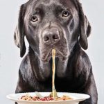Dine Out for Pets • Monday ~ Island-Wide